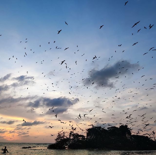 Isla de los Pájaros